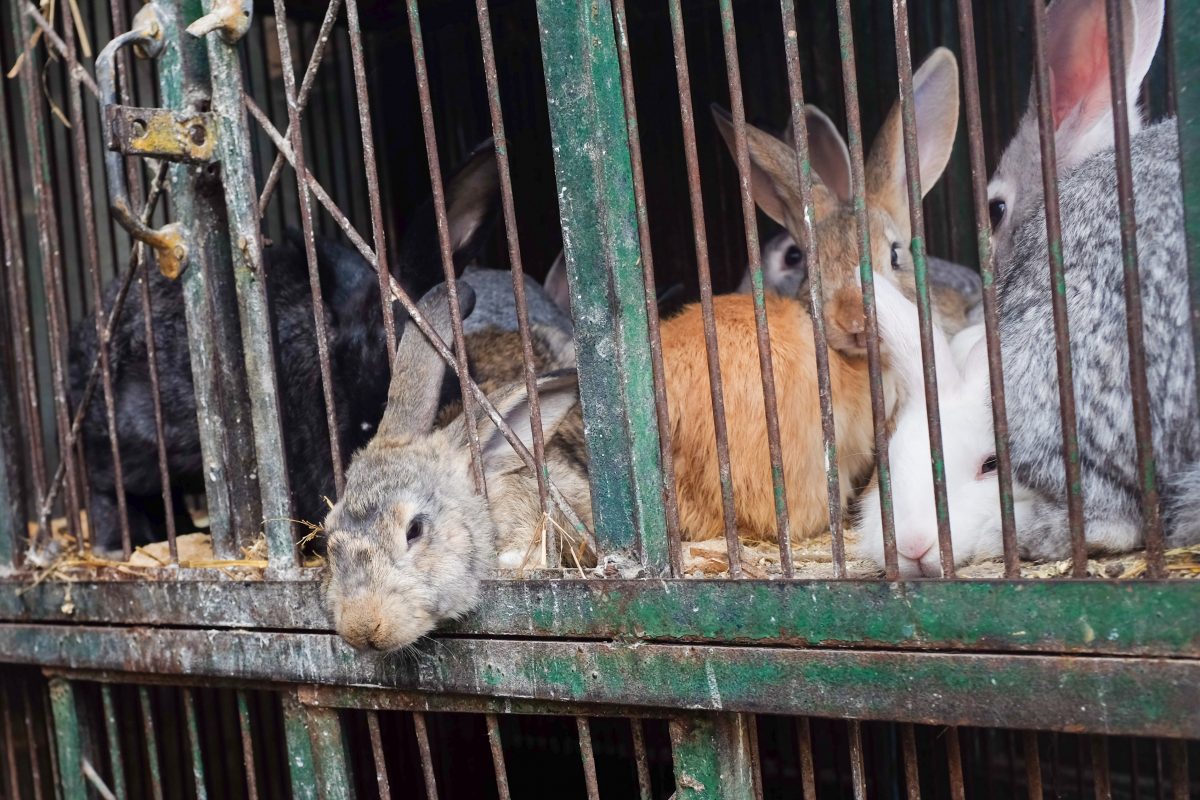Rabbits Won’t Save Venezuela from Going Hungry