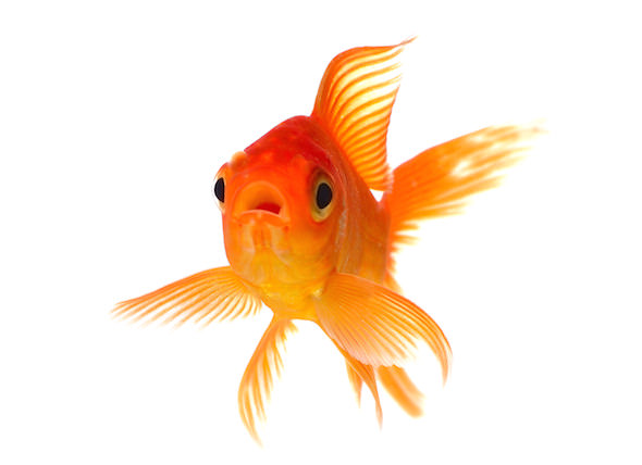 The myth of the goldfish-sized attention span